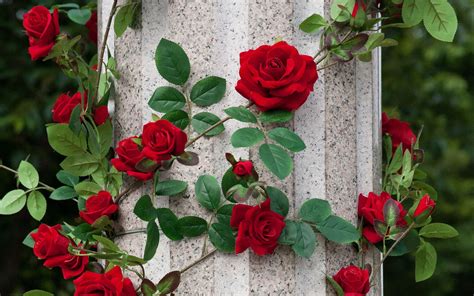 We have an extensive collection of amazing background images carefully chosen by our community. Download wallpaper 1920x1200 roses, column, decoration ...