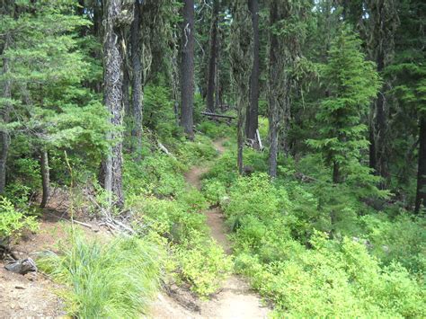 Trail In Idaho Panhandle National Forest See All The Huc Flickr