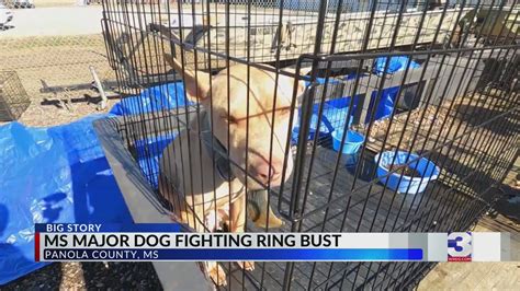 Mississippi Dog Fighting Ring Busted 29 Dogs Confiscated