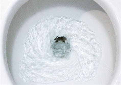 Things You Should Never Flush Down The Toilet