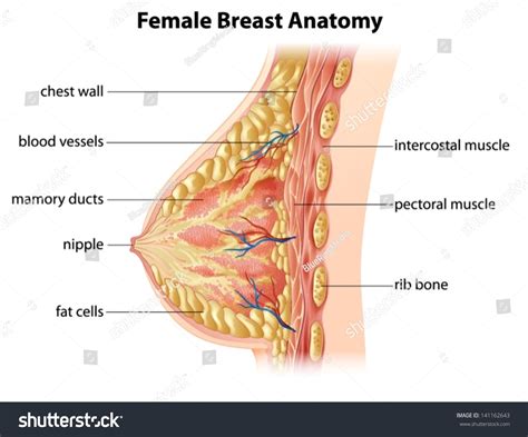 Illustration Showing The Female Breast Anatomy Royalty Free Stock Vector Avopix Com