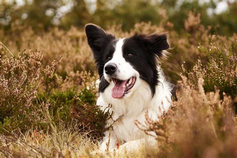 A Helpful Guide To The Best Food For Border Collies Lucy Pet 2022
