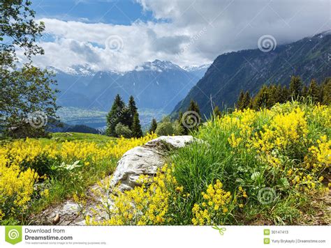 Yellow Wild Flowers On Summer Mountain Slope Stock Image Image Of