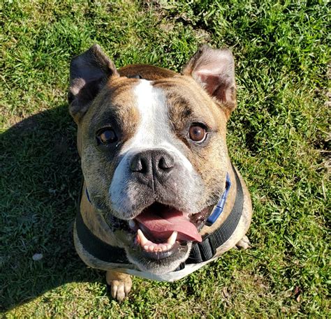 Healthy american bulldogs can excel at dog sports such as agility and nose work. Boba - Austin Bulldog Rescue