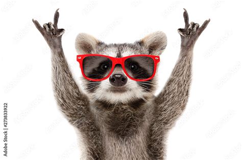 Portrait Of A Funny Raccoon In Red Sunglasses Showing A Rock Gesture