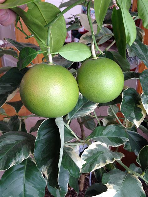 Fruit Trees That Grow In Zone 5 Fruit Trees