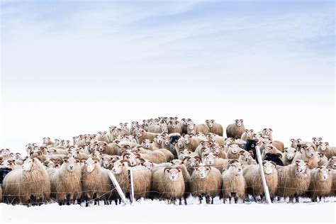 Sheep Image Iceland National Geographic Your Shot Photo Of The Day