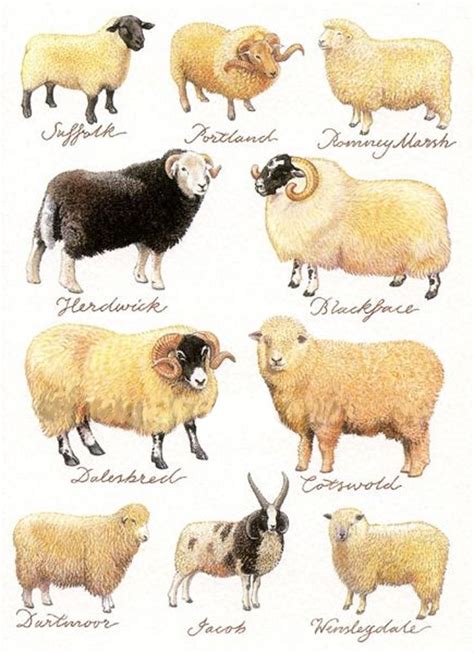 Sheep Found In The United Kingdom Sheep Breeds Animals Sheep