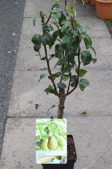Dwarf Patio Fruit Tree Pear Variety ‘beurre Hardy Approx 75cms Tall