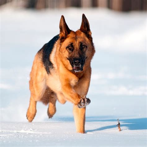 The 20 Best Cold Weather Dog Breeds Cold Weather Dog Breeds Cold