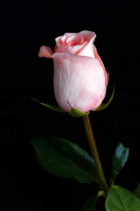Free Stock Photo Of Single Pink Rose Download Free Images And Free
