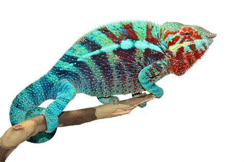 Check spelling or type a new query. US - Ambanja Panther Chameleons - Sire: Acid Rain ...