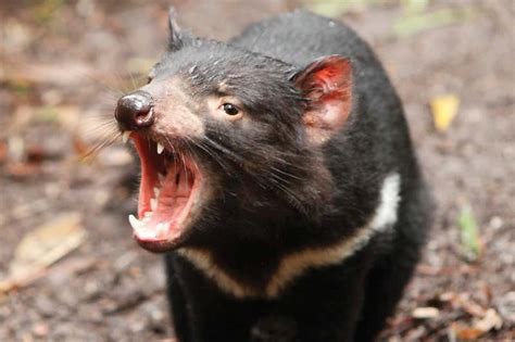 Superfast Evolution Could Save Tasmanian Devils From Extinction New