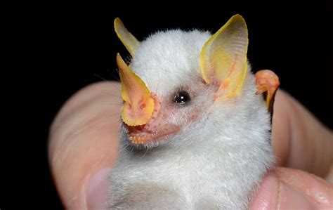 19 Of The Cutest Bat Species Bat Species Cute Bat Bat