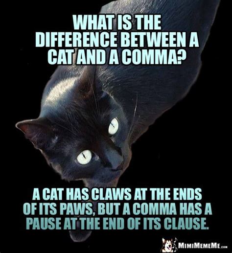 Smart Cat Riddle What Is The Difference Between A Cat And A Comma A