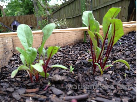 You will need to consider how much room you have to dedicate to this crop. The Garden is Growing... - Marisa Moore Nutrition