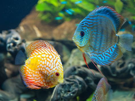 Animals Fish Discus Fish Wallpapers Hd Desktop And Mobile Backgrounds