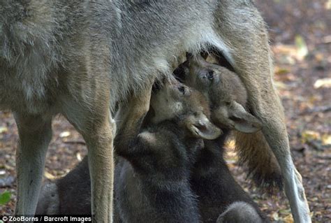 White Wolf Wildlife Park Celebrates First Wolf Cubs Birth In 47 Years