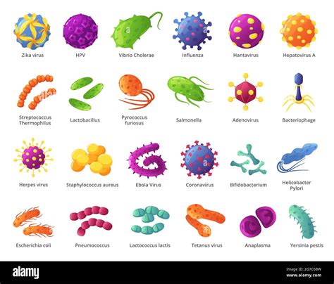 Types Of Microorganisms With Names