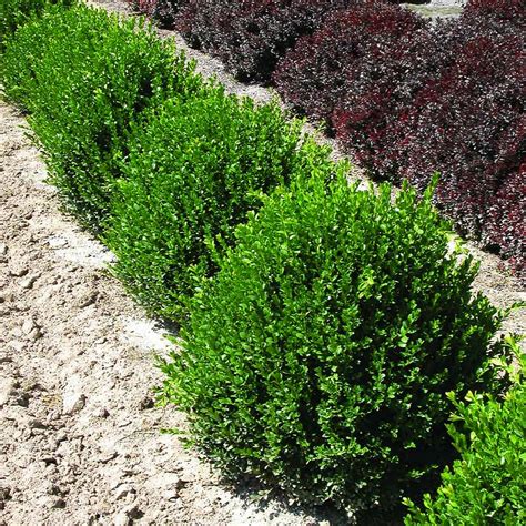 Green Velvet Boxwoods For Sale