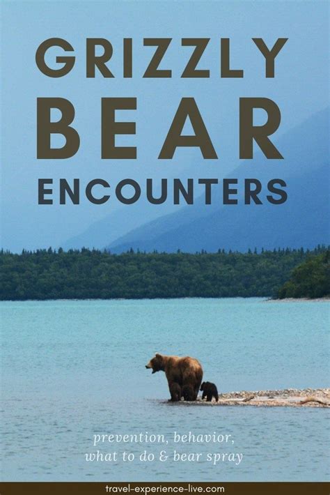 Grizzly Bear Encounter Avoiding And What To Do The National Parks