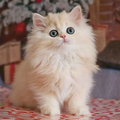British Longhair Kitten Exotic Kitty Cats Shop