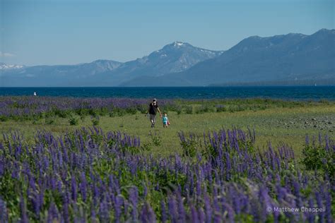 Katie Talks Tahoe Lupine At Lake Forest Beach