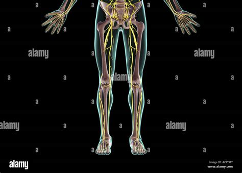 The Nerves Of The Lower Body Stock Photo Alamy