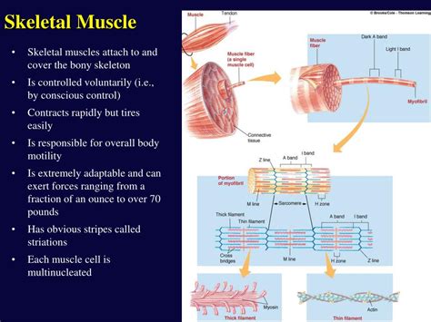 Ppt Muscle Physiology Powerpoint Presentation Free Download Id1293568
