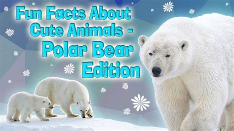 Fun Facts About Cute Animals Polar Bear Edition Explore Awesome