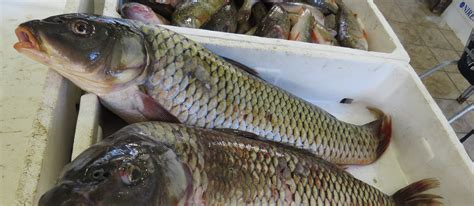 3 Most Popular Southeastern European Freshwater Fish Tasteatlas