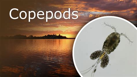 Copepods Cyclops Under A Microscope Description Habitat And Anatomy