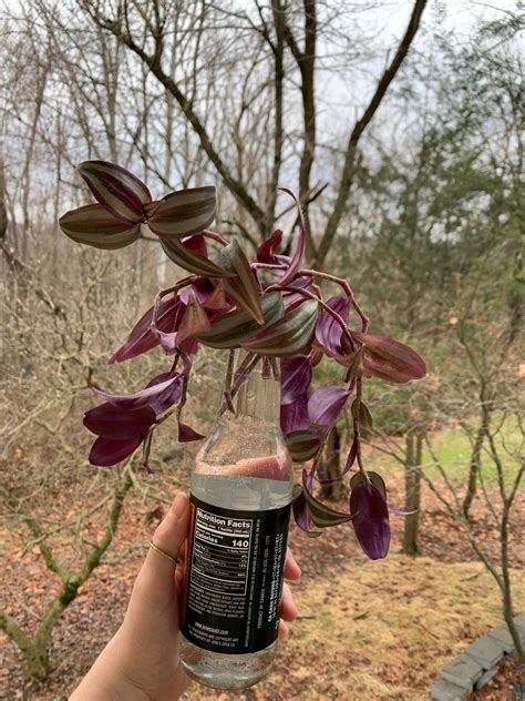 Creeping Purple Heart Wandering Jew Plant Plant Cutting Etsy