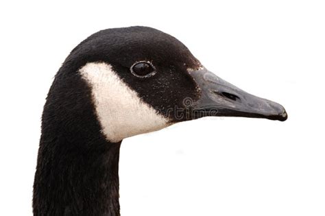 Canada Goose Head Isolated Stock Image Image Of Water 13740141