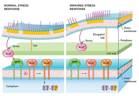 Bacterial Cell Envelope Size Is Key To Membrane Stress Response The