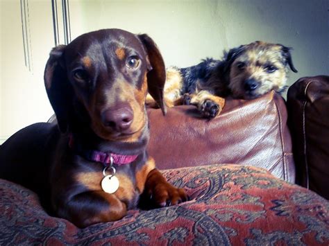 Pin By Isabel Ashdown Writer On Leonard The Dachshund And Charlie The
