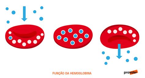 Hemoglobina O Que é Estrutura Função E Tipos Pravaler