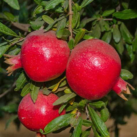 Russian Pomegranate Tree Is Cold Hardy Very Sweet Fruit Pixies Gardens