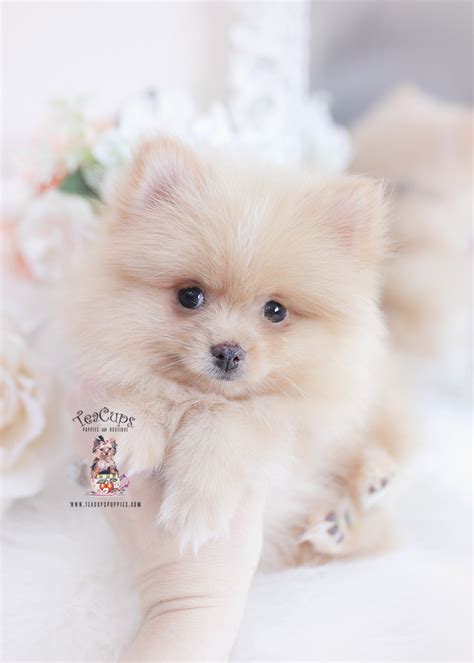 Pomeranian Puppy 474 Teacup Puppies And Boutique