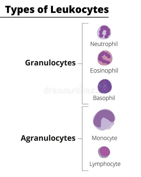 Granulocytes And Agranulocytes