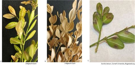 Landscape Disease Report Volutella Stem And Leaf Blight On Boxwood
