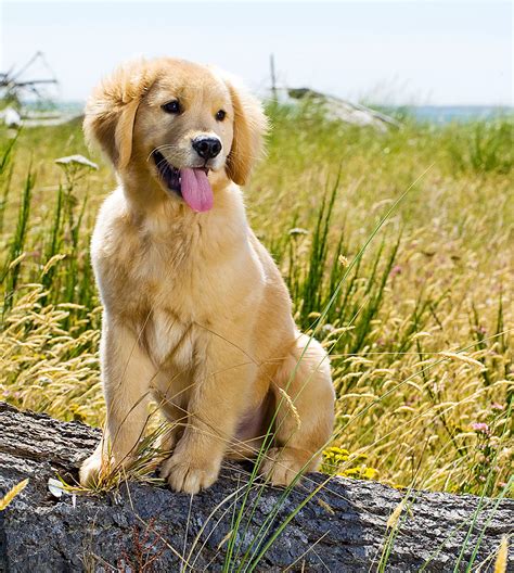 #1 golden retriever community on ig! Pictures Of Golden Retrievers - Golden Retriever Photo Gallery