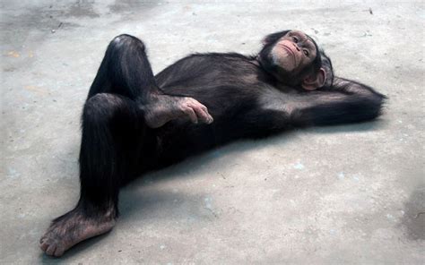 Sunbathing Chimp Pic Amazing Creatures