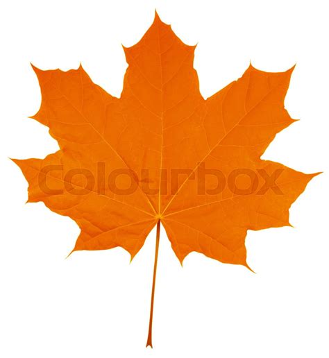 Maple Leaf Isolated Orange Stock Image Colourbox