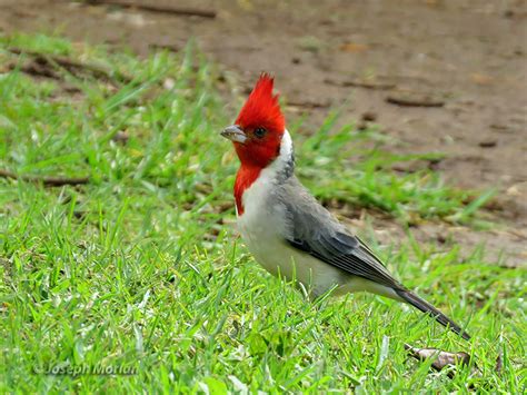 Red Crested Cardinal Birdforum Opus Birdforum