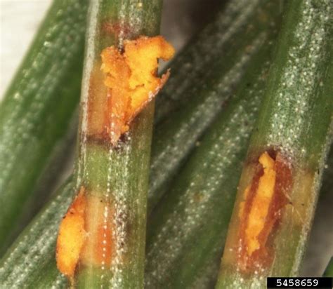 Spruce Needle Rust Chrysomyxa Weirii