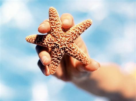 Starfish Wallpapers And Images Wallpapers Pictures Photos