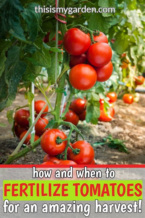 How And When To Fertilize Tomatoes Indoor Vegetable Gardening