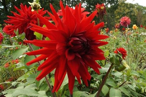 Seerosen, die nicht richtig blühen und nur blattmasse austreiben, sind für teichbesitzer die größte enttäuschung. Blütezeit von Dahlien: wann blühen sie? - Gartenlexikon.de