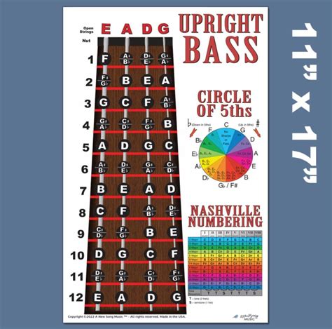 Buy Upright Bass Fingerboard Instructional Poster 4 String Bass Notes